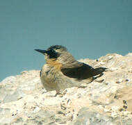 Northern Wheatear