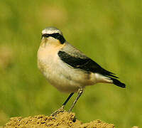 Northern Wheatear