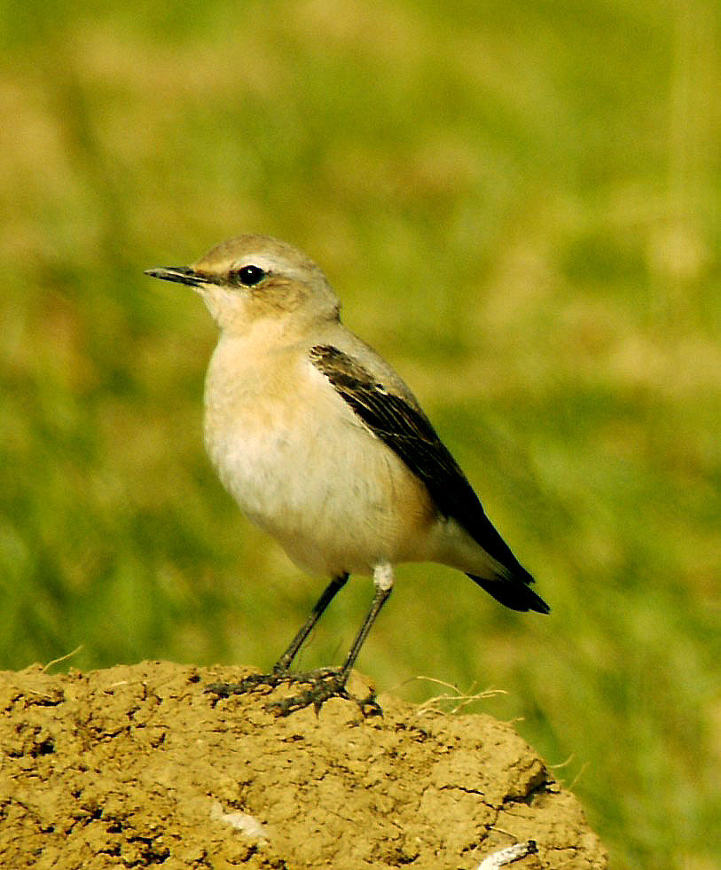 Northern Wheatear female adult breeding, identification