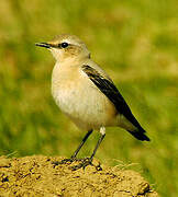 Northern Wheatear