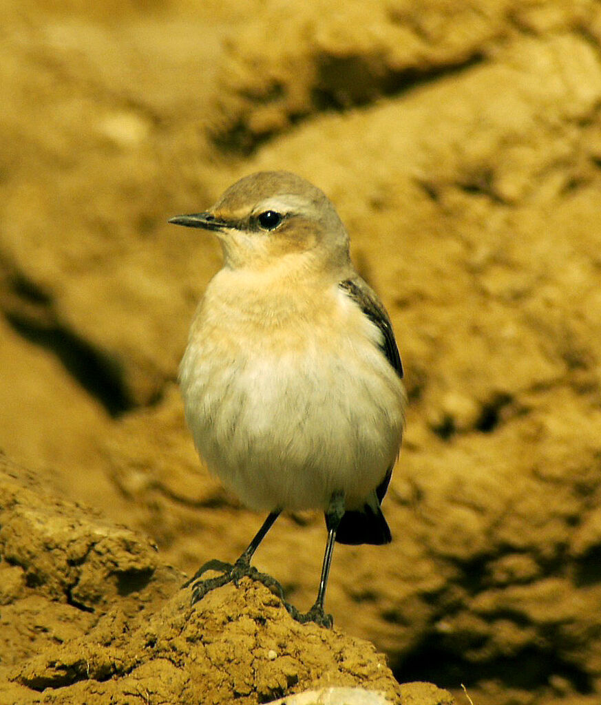 Northern Wheatear female adult breeding, identification