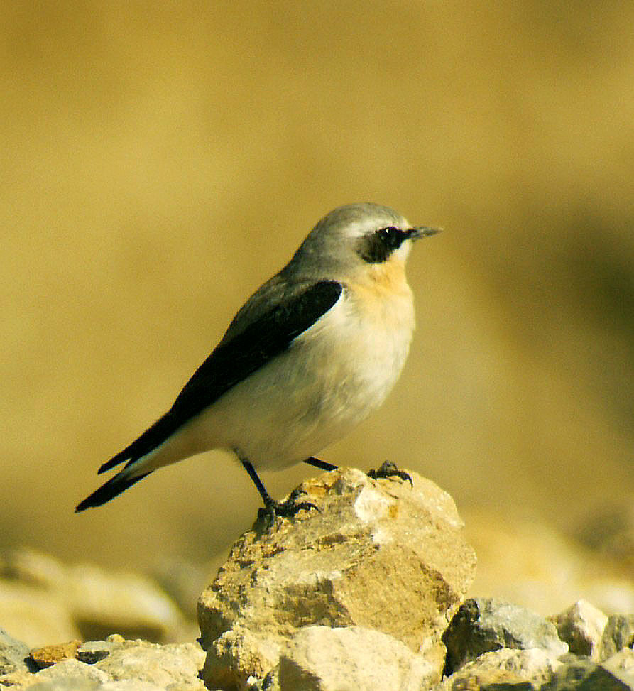 Northern Wheatear male adult breeding, identification