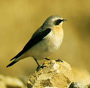 Northern Wheatear