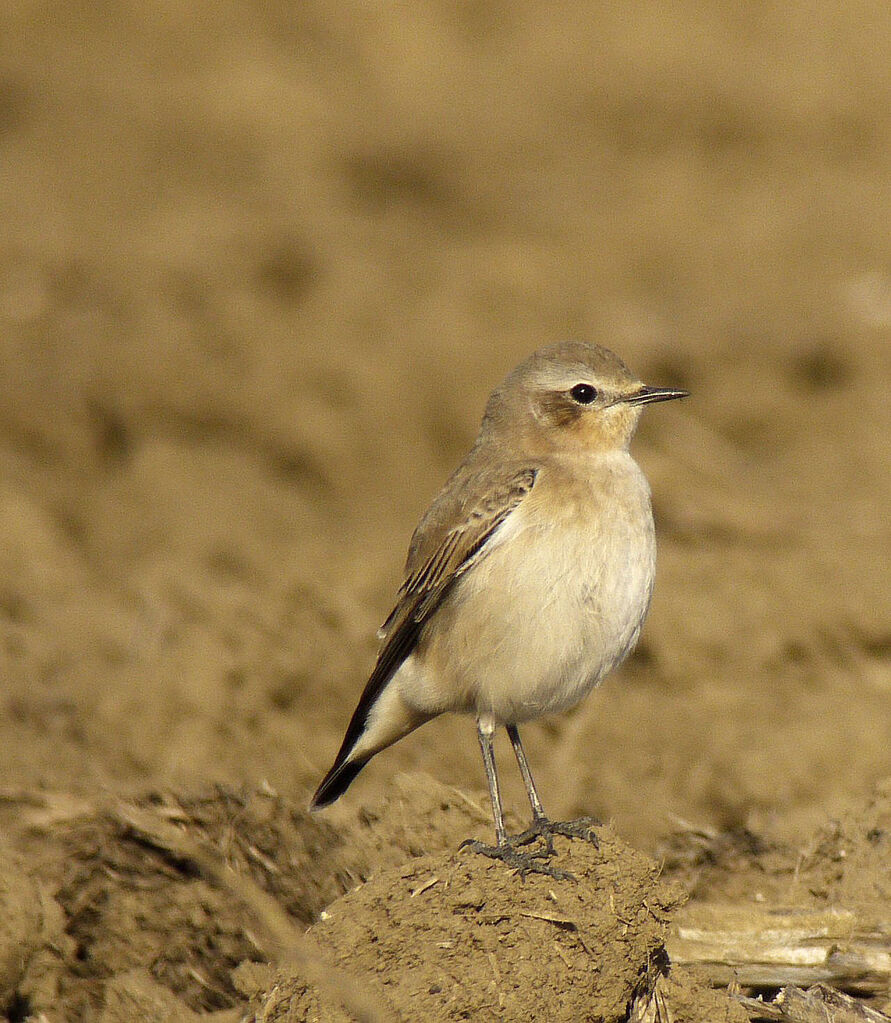 Northern Wheatear female First year, identification