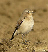 Northern Wheatear