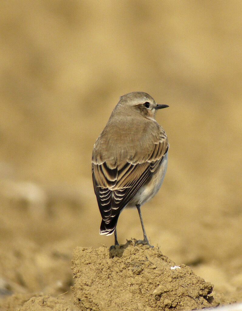 Traquet motteux femelle 1ère année, identification