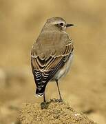 Northern Wheatear