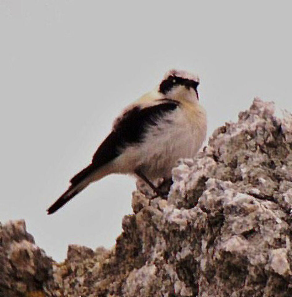 Western Black-eared Wheatear male adult breeding, identification