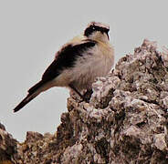 Black-eared Wheatear