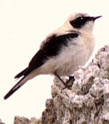 Western Black-eared Wheatear