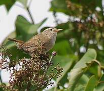 Eurasian Wren