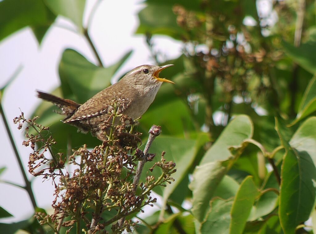 Eurasian Wren male adult breeding, identification