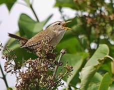 Eurasian Wren