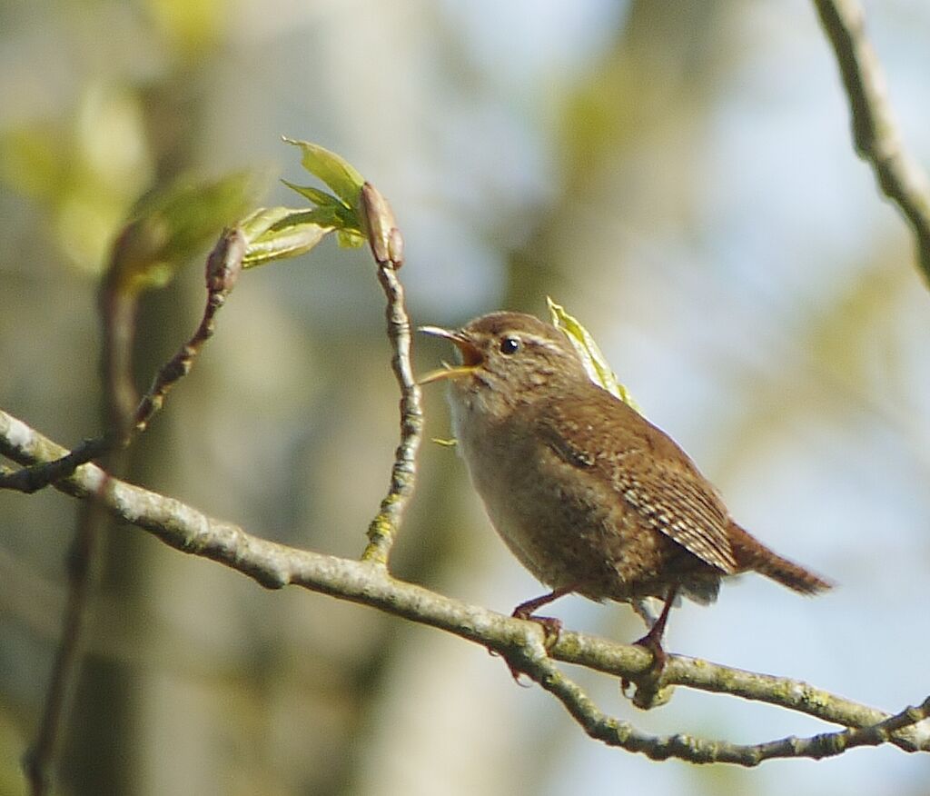 Troglodyte mignon mâle adulte nuptial, identification