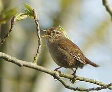 Eurasian Wren