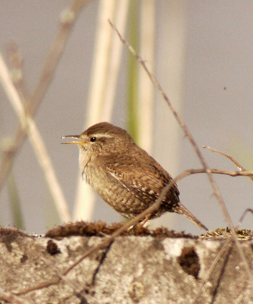 Eurasian Wren male adult breeding, identification