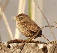 Eurasian Wren