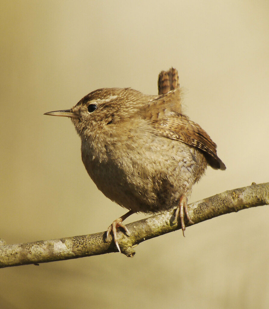 Eurasian Wren male adult breeding, identification