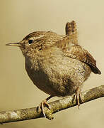 Eurasian Wren