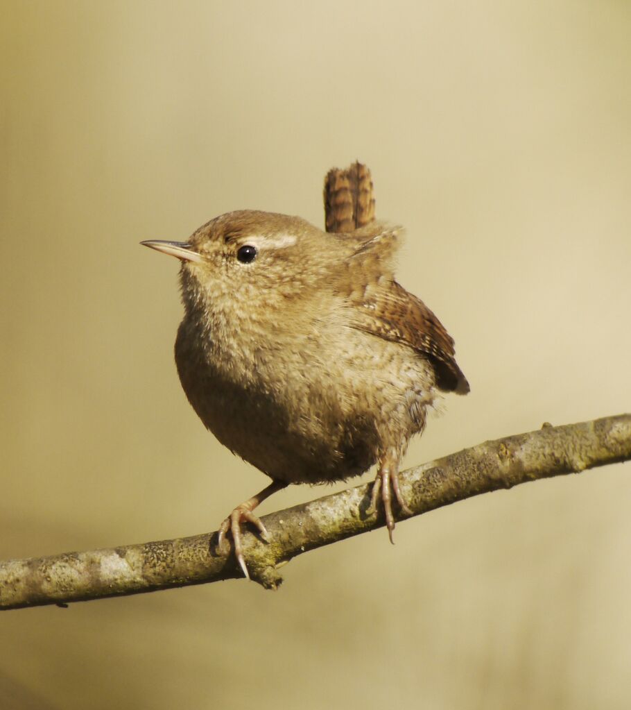 Eurasian Wren male adult breeding, identification