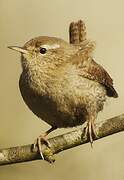 Eurasian Wren