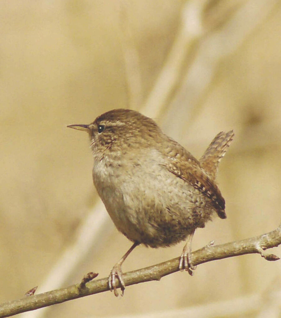 Eurasian Wren