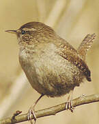 Eurasian Wren