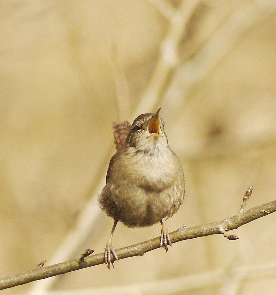 Eurasian Wren male adult breeding, identification