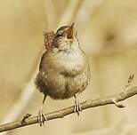 Troglodyte mignon