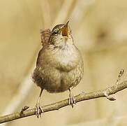 Eurasian Wren