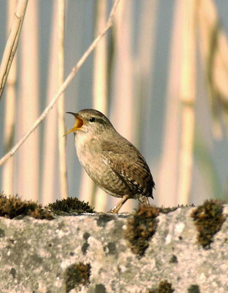 Troglodyte mignon mâle adulte nuptial, identification