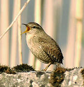 Eurasian Wren