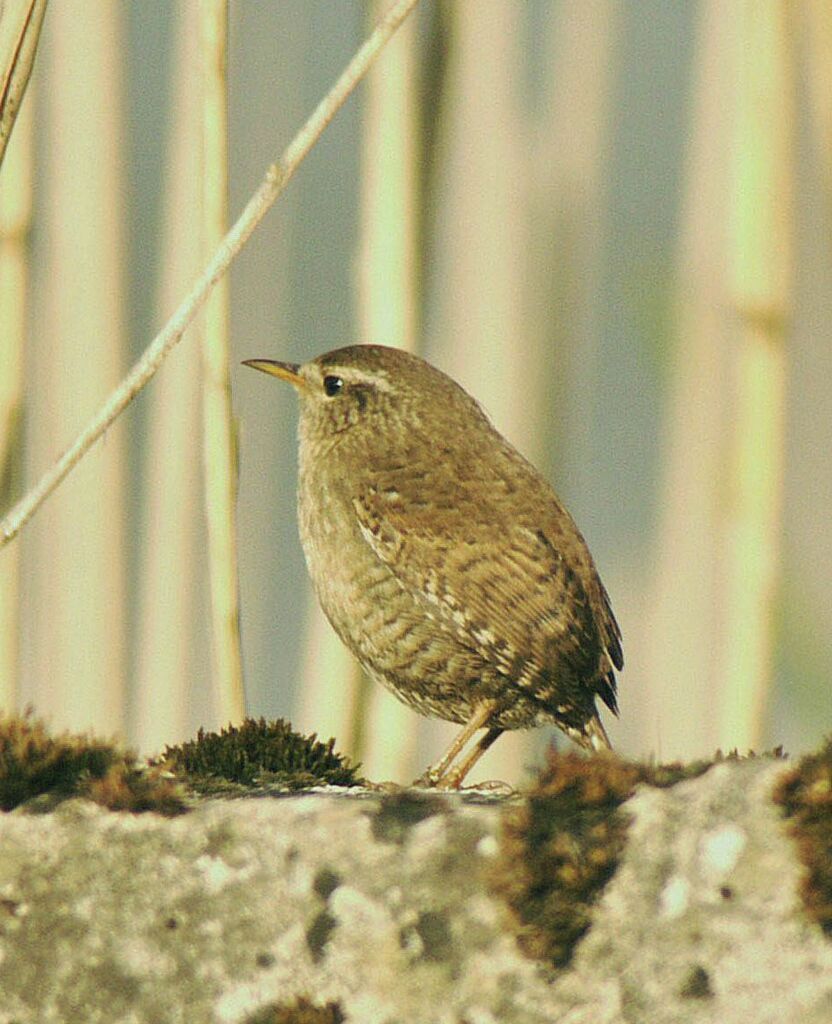 Troglodyte mignon mâle adulte nuptial, identification