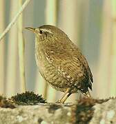 Eurasian Wren