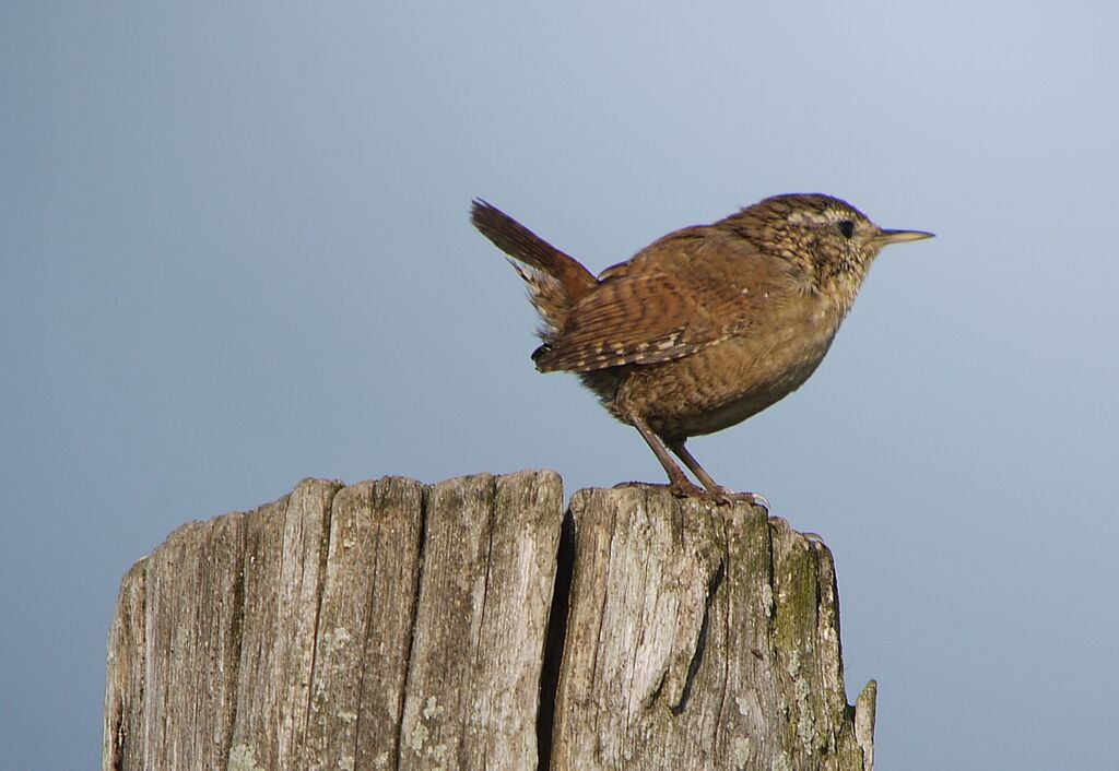 Eurasian Wrenadult post breeding, identification