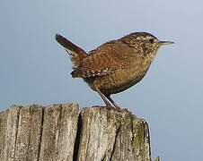 Eurasian Wren