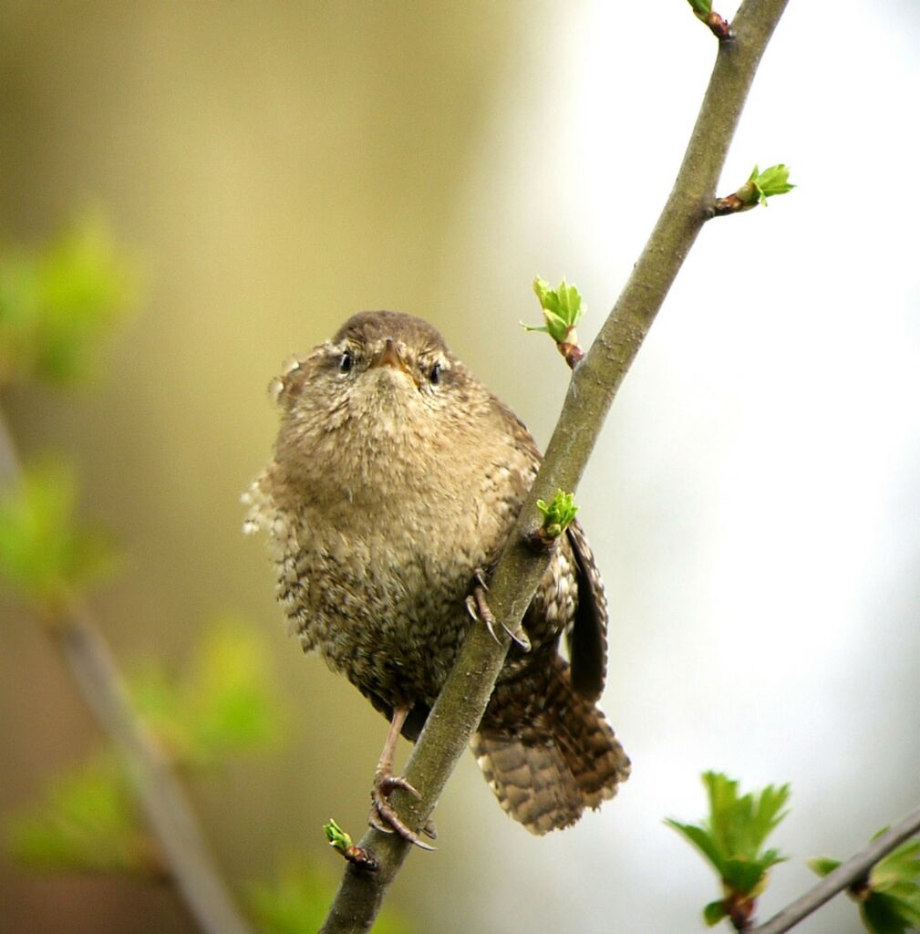 Troglodyte mignon mâle adulte nuptial, identification