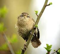 Eurasian Wren