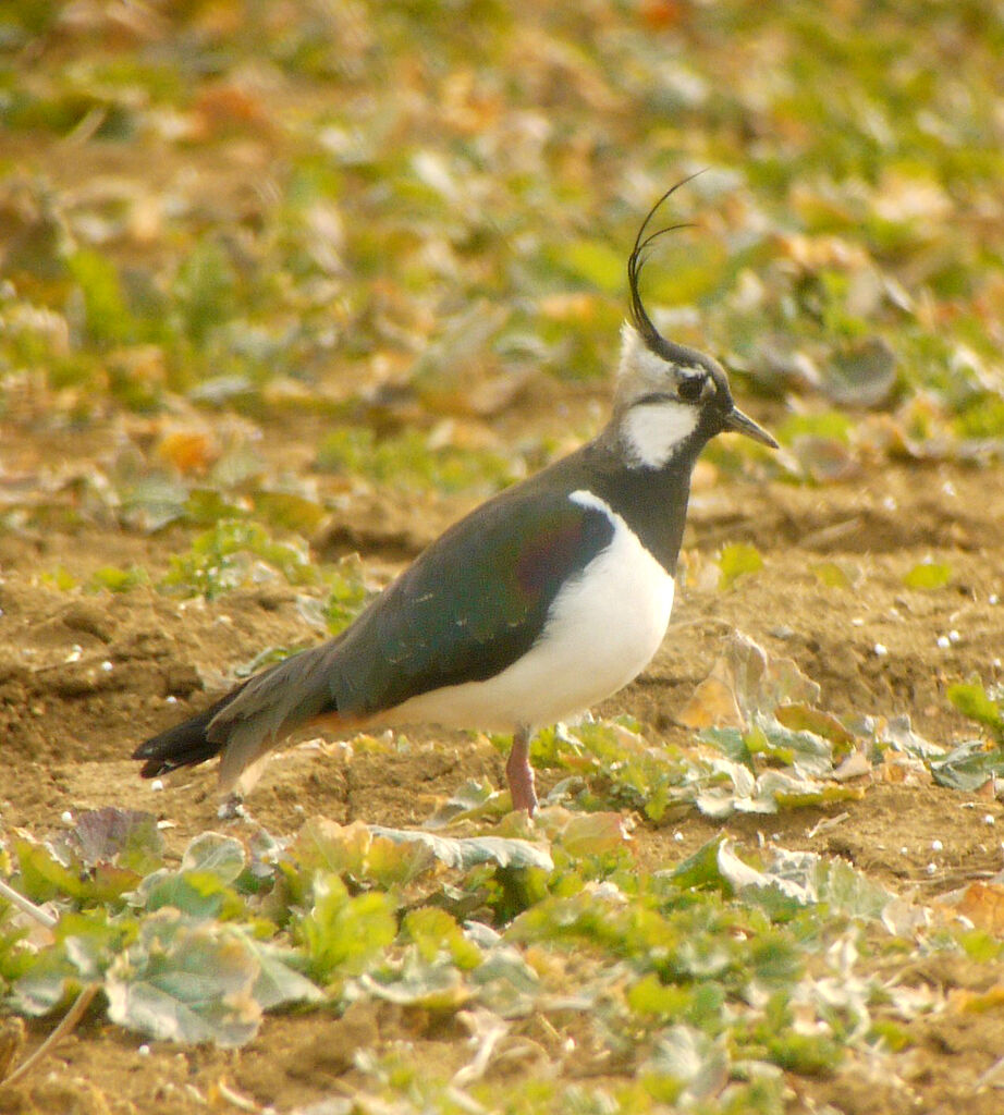 Vanneau huppé mâle, identification