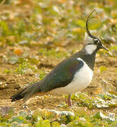 Northern Lapwing