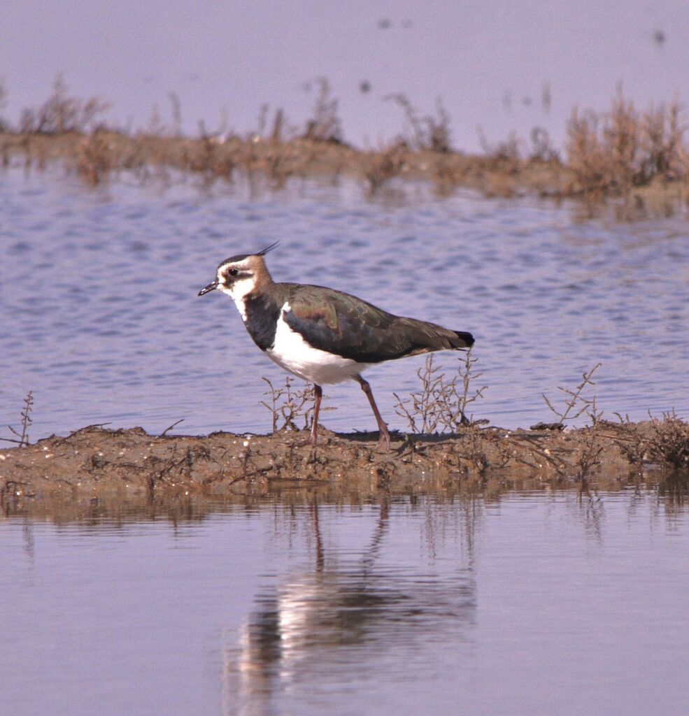 Vanneau huppé, identification