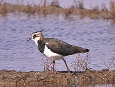 Northern Lapwing