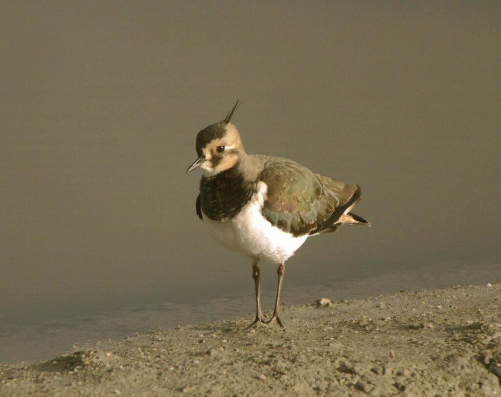 Northern Lapwingjuvenile, identification