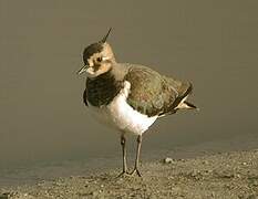 Northern Lapwing