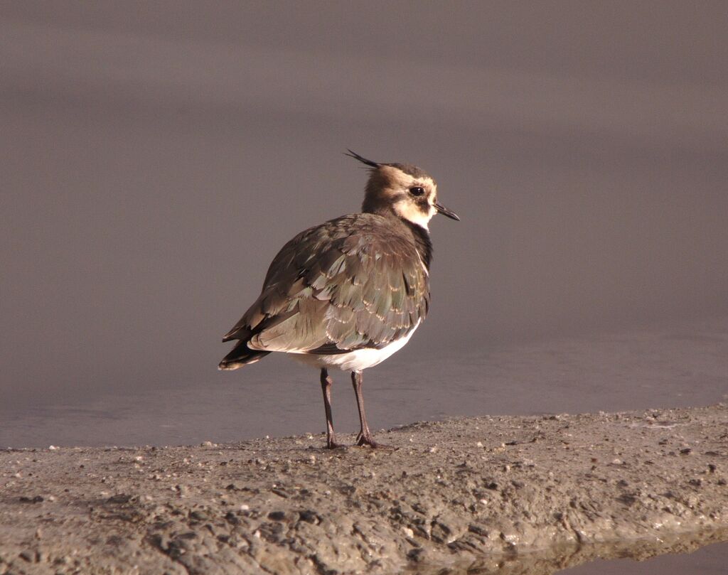 Vanneau huppéjuvénile, identification