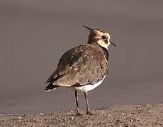 Northern Lapwing