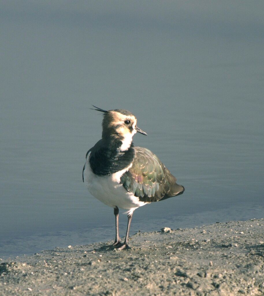 Vanneau huppéjuvénile, identification