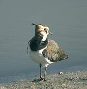 Northern Lapwing