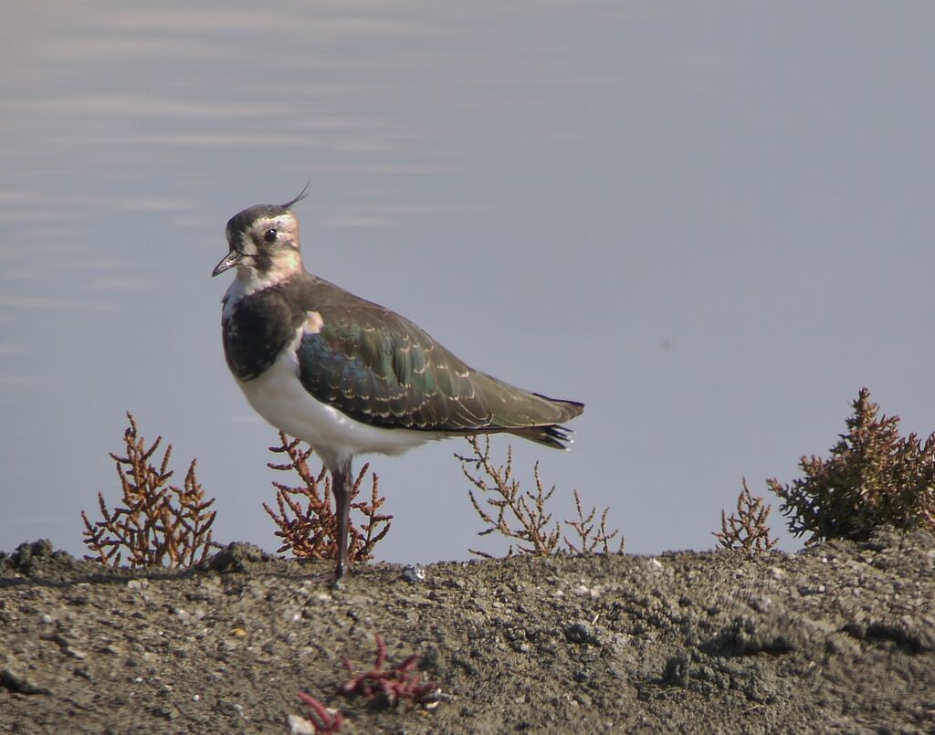 Northern Lapwingadult post breeding, identification