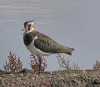 Northern Lapwing